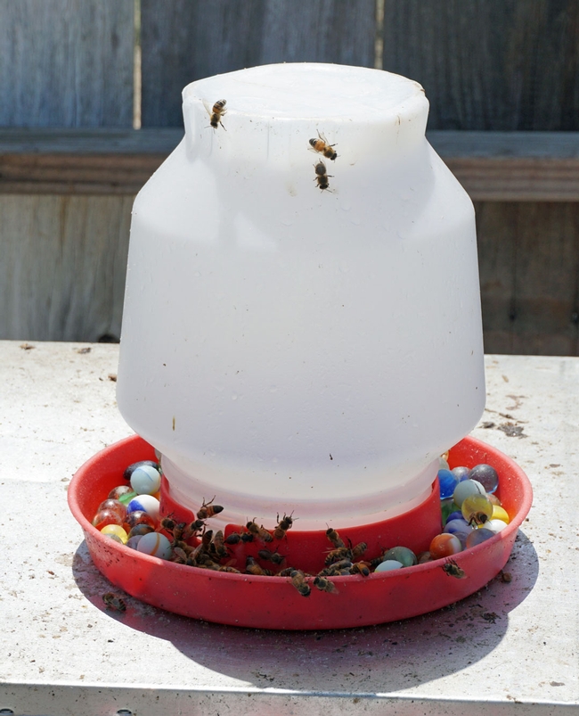 Marbles in the water give bees a place to land and sip water.