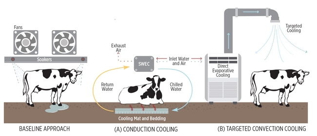 Cow-Cooling-Approaches infographic ChantelOah UCD