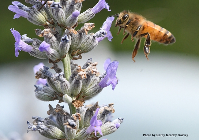 A honey bee heading for lavender. (Photo by Kathy Keatley Garvey)