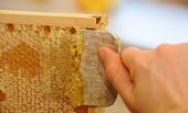 Honeycomb--made by the bees. (Photo by Kathy Keatley Garvey)