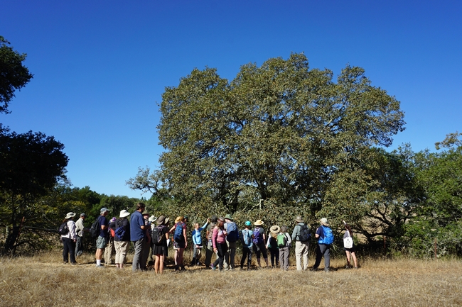 Wendy Heniman talks about her research near a hybrid Oregon-Blue oak hybrid.