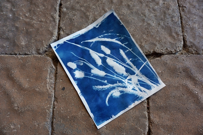 A completed cyanotype print.