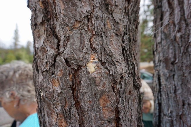 Healthy pine trees can fight off bark beetle attach by secreting sap. Trees weakened by drought are unable to fend off an attack. In this photo, a pine beetle is stuck in sap that oozed from the tree.