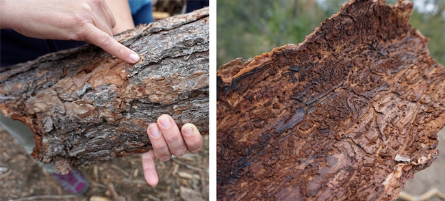 Evidence of bark beetle attack are exit holes on the outside, left, and winding galleries under the bark.