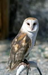 Barn owl adult. Photo by G. Rohman.