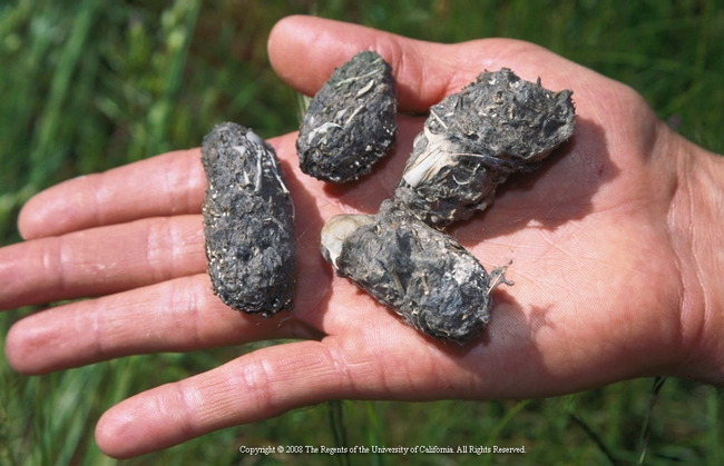 Barn owl pellets, photo by Chuck Ingels.