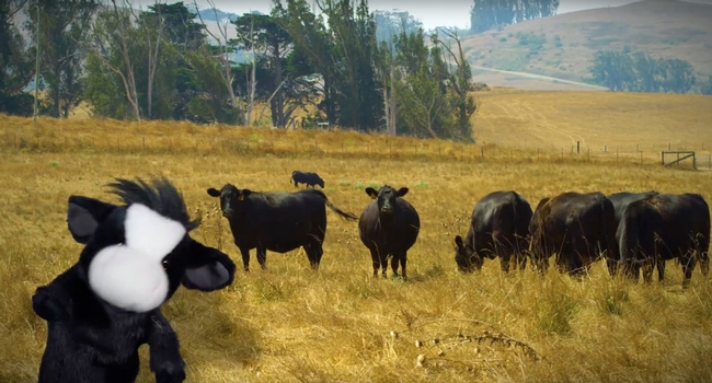 In a new series of videos, a cow puppet provides advice for hikers from UC Cooperative Extension on sharing open space with livestock.