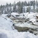 Snowmelt fills the South Yuba River near Emigrant Gap in March 2016. Climate change is expected to reduce the Sierra snowpack, resulting in major shifts in the timing and magnitude of flows in rivers fed by snowmelt.