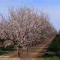 California is the top almond producer in the world, accounting for about 80% of all almonds grown. (Photo: Jack Kelly Clark)