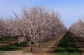 almond trees at full bloom