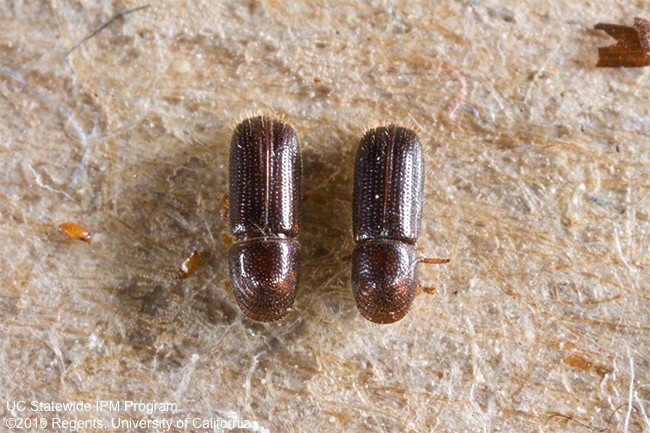 Male and female walnut twig beetles.