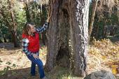 Kate Wilkin inspects a ponderosa pine on her property with an old fire scar, undeniable evidence that fire has swept through her neighborhood in the past.