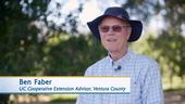 UCCE advisor Ben Faber is featured in the CIWR video on drought strategies in California mandarin production.