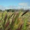 Foxtails are not native in Central California.