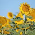 Currently, the majority of California hybrid seed sunflower is grown in the Sacramento Valley.