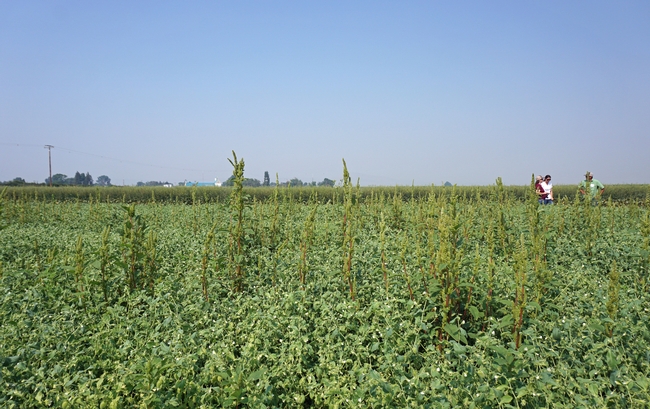 Pig weed grows though garbanzo bean plants in a weed control trial at IREC. There is increasing interest in garbanzo beans as a possible rotation crop in the region. The nutritious legume is used in making hummus, a healthful snack that is growing in popularity.