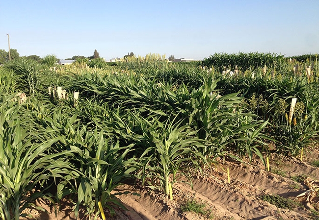 Identifying drought tolerance in sorghum may help scientists impart drought tolerance in other crops. (Photo: Peggy Lemaux)