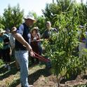 UC Davis plant sciences professor Ted DeJong demonstrates proper fruit tree pruning techniques.