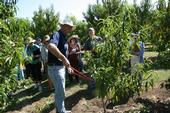 UC Davis plant sciences professor Ted DeJong demonstrates proper fruit tree pruning techniques.