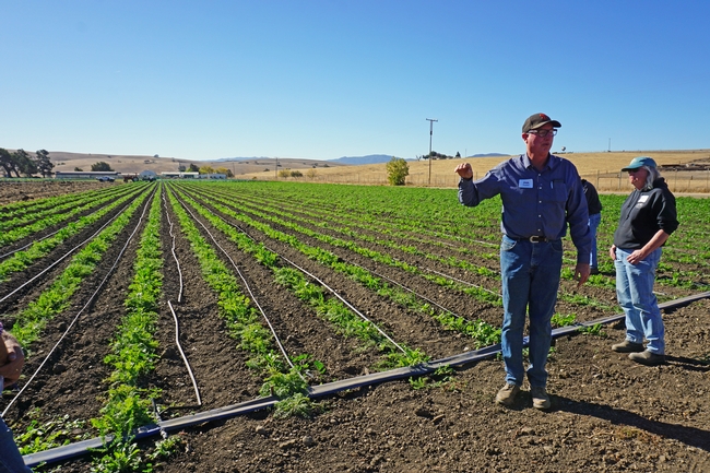 Phil-Foster stands in front of a field with cover crops planted in strips at the top of the planting bed.