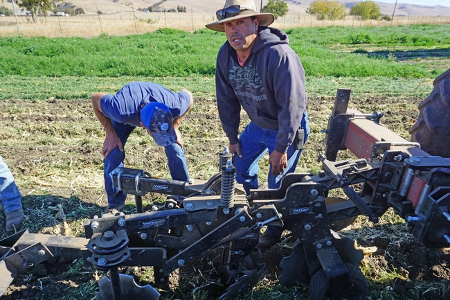 Farm manager Efrain Contreras pulled an implement through a mature cover crop to show how the field can be prepared for planting.