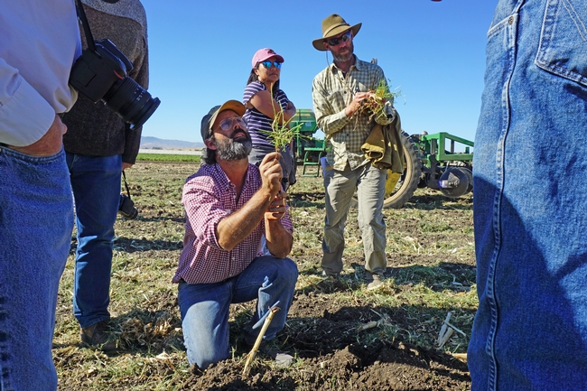 Andrew Brait of Full Belly Farmers, foreground, looks at roots and nodulation of rhizobia on the cover crop. Kelly Mulville and Esther Park of Paicines Ranch are in the background.