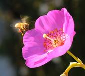 POLLEN-PACKING honey bee heading toward rock purslane (Calandrinia grandiflora). (Photo by Kathy Keatley Garvey)