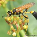 Yellow and black mud dauber wasps are predators of spiders but harmless to people. Adults are about 1-inch in length with true wasp waists!