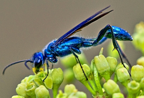 Blue mud wasp adults favor black widow spiders. Photo credit: University of Florida Extension.