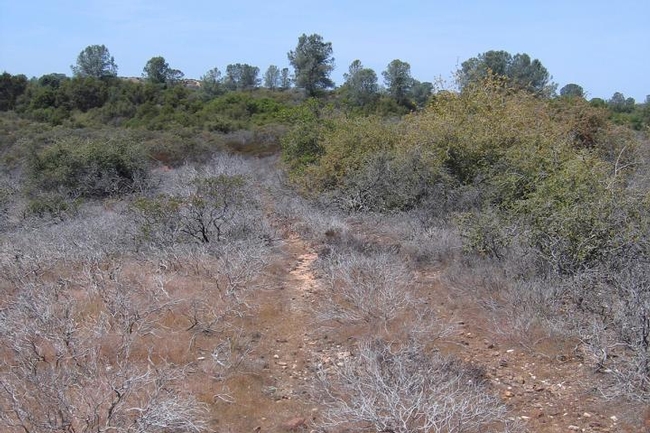 The exotic soilborne Phytopthora cinnamomi was introduced in the Ione area of the Sierra Nevada foothills, where it is literally wiping out two native manzanita species. This picture shows how vehicles spread the pathogen along roads and tracks by kicking up infected soil, killing nearby manzanita. (Photo: Matteo Garbelotto)