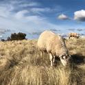 Sheep and cattle grazing can reduce the fuel load for a potential wildfire. (Photo: Dan Macon)
