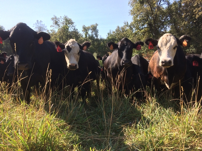 UCCE specialist Lynn Huntsinger suggested cattle may be viewed as a team of firefighters.