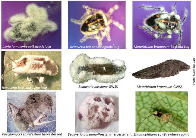 Various insects killed by different species of entomopathogenic fungi. (Photo: UCCE E-Journal of Entomology and Biologicals)