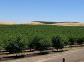 Almond trees in a California orchard.
