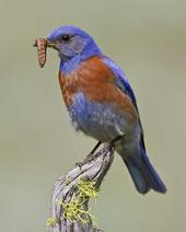 Western bluebird eating a caterpillar pest. Image by Glenn Bartley/VIREO.