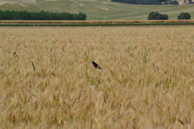 A red-winged blackbird in winter wheat, Yolo County, California. Image by Sacha Heath.