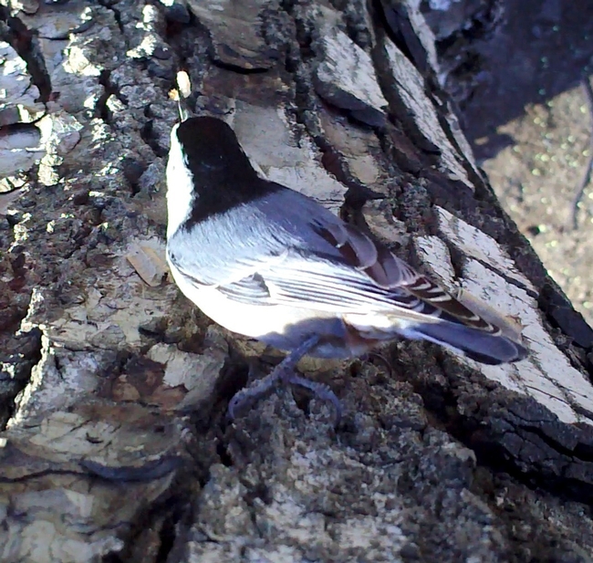 A white-breasted nuthatch preys on a codling moth larva “sentinel cocoon” on a walnut tree. Video still by Sacha Heath.