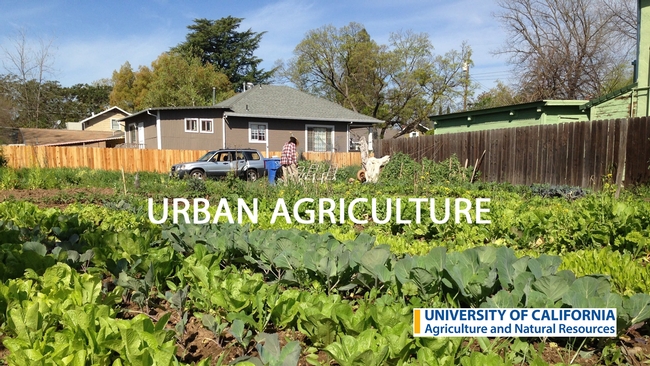 The first video in the series focuses on urban farming, and the myriad social, economic, ecological, recreational, therapeutic and nutritional benefits of urban agriculture.