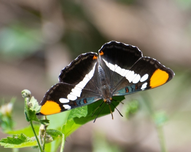 California Sister butterfly from Certified California Naturalist Kim Moore