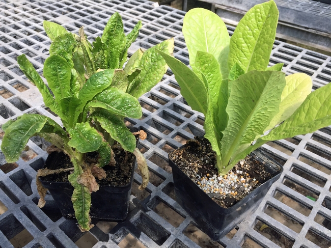 Lettuce on the right is damaged by lettuce aphid.