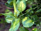 A symptom of HLB in citrus is the yellowing of leaves on an individual limb or in one sector of a tree's canopy. (Photo: Citrus Pest and Disease Prevention Program)