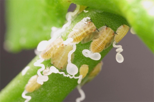 Young Asian citrus psyllids, called nymphs, produce a white, waxy substance to direct honeydew away from their bodies.