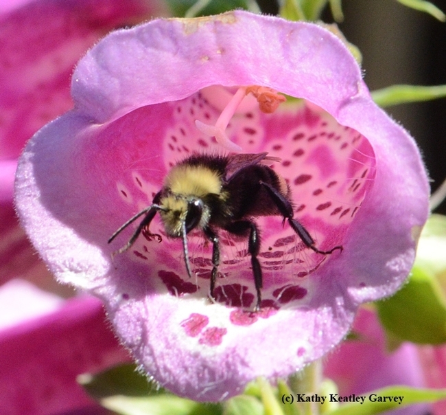 The yellow-faced bumble bee (shown on foxglove), native to the west coast of North America, is an important pollinators, especially important for tomatoes, peppers and cranberries. Photo by Kathy Keatley Garvey