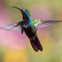 Hummingbirds, along with other birds, bats and insects, are pollinators.