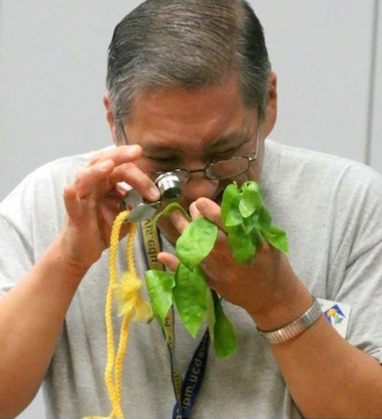 Master Gardener looking through a hand lens to identify a pest problem on plant leaves.