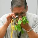 Master Gardener looking through a hand lens to identify a pest problem on plant leaves. (Photo: Marcy Sousa, UCCE San Joaquin)