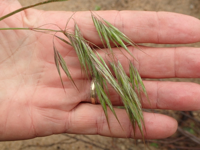 The key to reducing the spread of invasive, non-native Bromus species or any annual weed is preventing the plants from producing seeds, says Travis Bean. Bromus tectorum or cheatgrass shown. Photo by Ron Vanderhoff