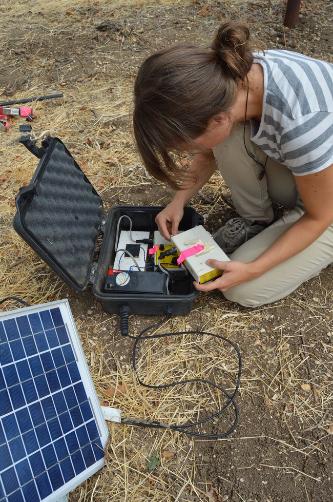 Author Anne Polyakov sets up bat echolocation recorder at a tree site.