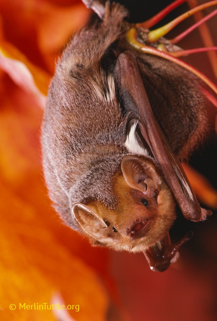 Western red bats, which resemble this eastern red bat, were one of 11 bat species found at oak trees. Photo by Merlin Tuttle