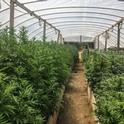 Most of the cannabis growers who responded to a 2018 survey reported gorwing their crop outdoors or in greenhouses, such as the hoop house shown here.